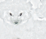 Snow Hare