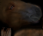 Pony (Melanism)