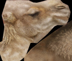 Dromedary