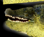 Nile Crocodile