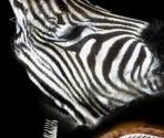 Grevy's Zebra