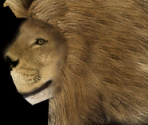 Lion♂