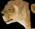 Lion♀