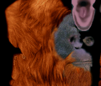 Orangutan♂