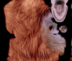 Orangutan♀