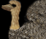 Ostrich (Offspring)