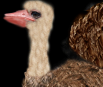 Ostrich♀