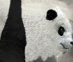 Giant Panda