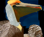 Pelican