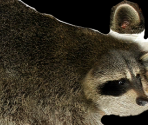 Racoon