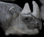 Rhinoceros