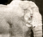 African Elephant (Albinism)