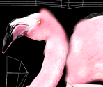 American Flamingo (Albinism)