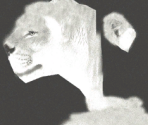 Lion♀ (Albinism)