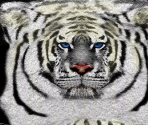 Bengal Tiger (Albinism)