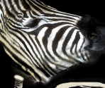 Burchell's Zebra