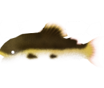 Red-Tail Catfish