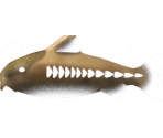 Ripsaw Catfish