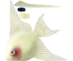 Amazonian Angelfish