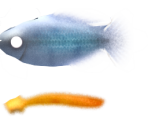 Congo Tetra