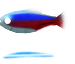 Cardinal Tetra