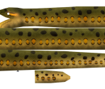 Green Anaconda