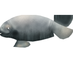 Manatee