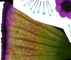 Glowing Plants (3/3)