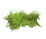 Grass