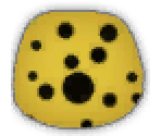 Pufferfish Skin