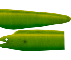 Green Moray Eel