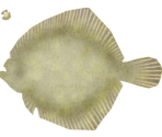 Turbot