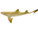 Lemon Shark