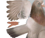 Bird 2