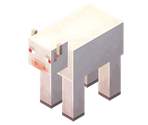 Albino Cow