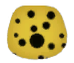 Pufferfish Skin