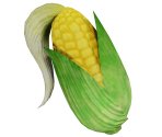 Corn