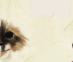 Birman