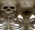 Skeleton