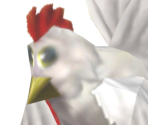 Cucco