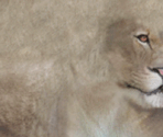 Lioness