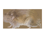 Rat