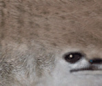 Meerkat