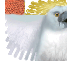 Cockatoo