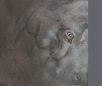 Hippo