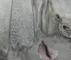 Rhino