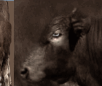 Bull