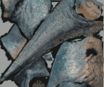Aladar