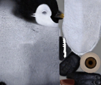 Young Penguin (Low-Poly)