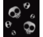 Skull Bandana